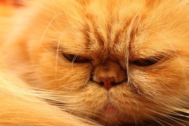 güzel kabarık kırmızı kedi closeup portresi