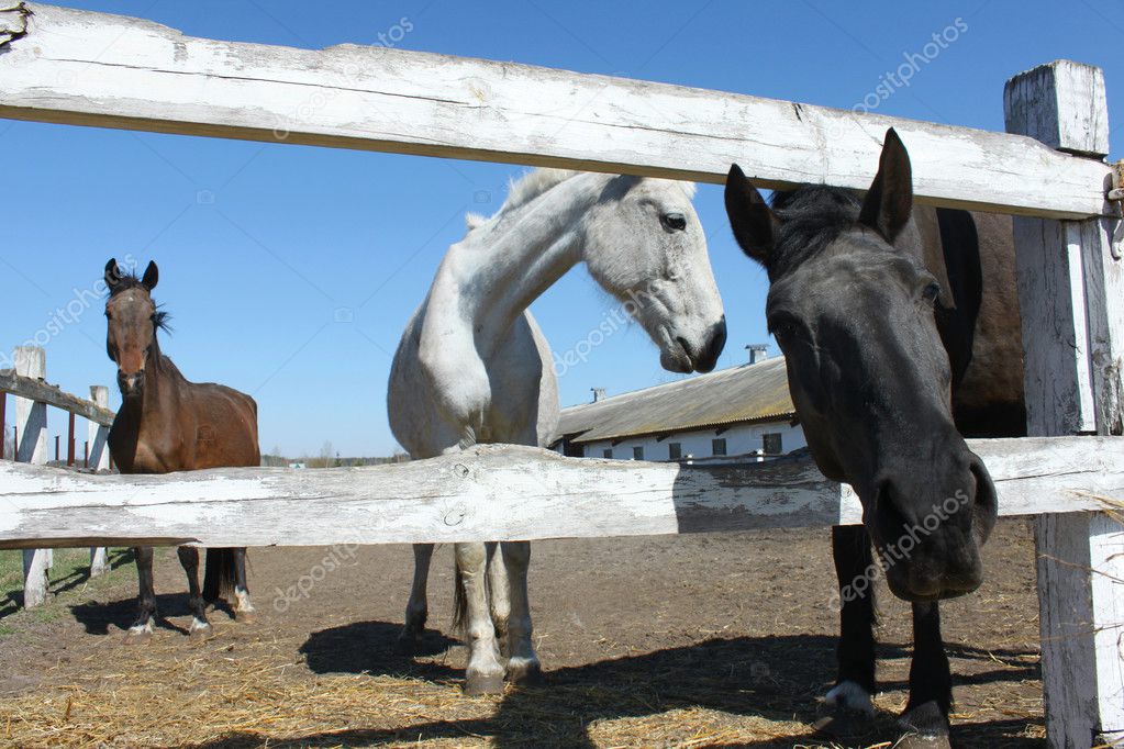 Three horses behind the fence