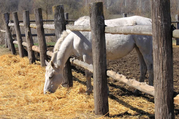 一匹马在篱笆后面 — 图库照片