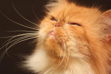 güzel portakal Farsça kedi portresi