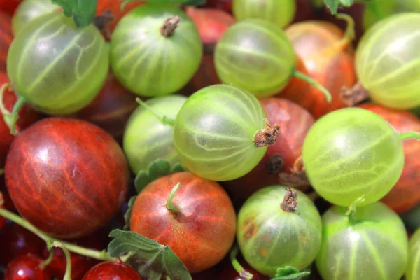 Red and green gooseberry closeup, background, macro photo. — Stock Photo, Image