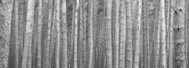 Siyah ve beyaz arka planda siyah ve beyaz çam ağaçları olan güzel siyah ve beyaz manzaralı eski siyah ve beyaz retro fotoğraf örneği olarak.