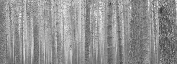 Panorama Hitam Putih Yang Indah Dengan Pohon Pinus Pada Latar — Stok Foto