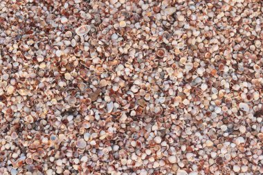 Yaz mevsiminde deniz kabukları ve deniz kabukları içeren ıslak deniz kabuklarının yaz arkaplanı, şafak vakti yumuşak güneş ışığı altında deniz ya da okyanusa yaz tatili için