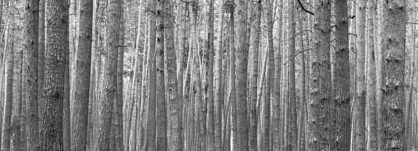 Beautiful Black White Panorama Pine Trees Black White Background Style — Stock Photo, Image