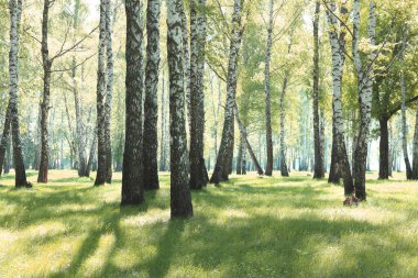 İlkbaharda huş ağacında siyah beyaz huş ağacına sahip genç huş ağacı diğer huş ağaçlarının arka planında