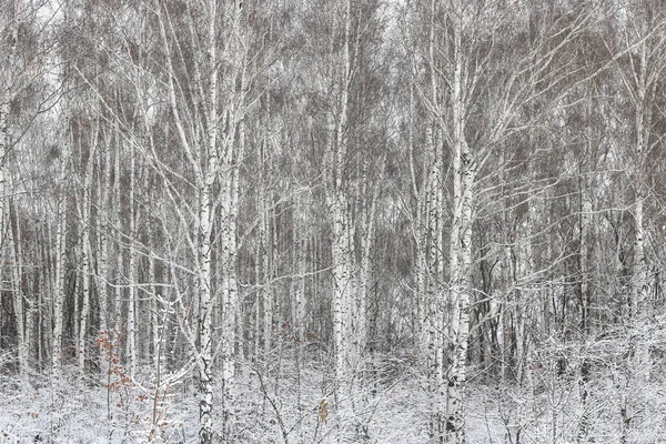 Νεαρές Σημύδες Μαύρο Και Άσπρο Φλοιό Σημύδας Χειμώνα Άλσος Σημύδας — Φωτογραφία Αρχείου