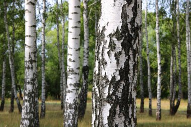 İlkbaharda huş ağacında siyah beyaz huş ağacına sahip genç huş ağacı diğer huş ağaçlarının arka planında