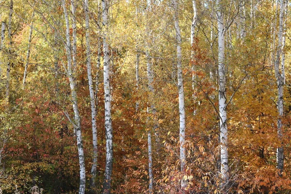 Schöne Szene Mit Birken Gelben Herbst Birkenwald Oktober Unter Anderen — Stockfoto