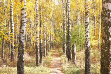 Huş ağacının diğer huş ağaçları arasında Ekim ayında sarı huş ağacında huş ağaçları ile güzel bir manzara