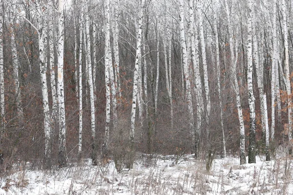 자작나무 껍질을 가지고 겨울에 자작나무들 과맞서는 — 스톡 사진