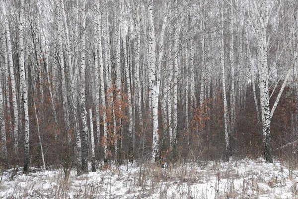 Vidoeiros Jovens Com Casca Vidoeiro Preta Branca Inverno Bosque Vidoeiro — Fotografia de Stock