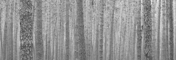 Mooi Zwart Wit Panorama Met Pijnbomen Zwart Wit Achtergrond Stijl — Stockfoto