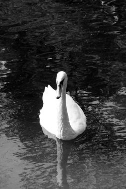 Siyah beyaz fotoğraf, siyah ve beyaz arka planda siyah ve beyaz renkli güzel bir kuğu resmi. Siyah ve beyaz fotoğraf örneği olarak.