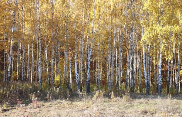 Красивая Сцена Березами Желтом Осеннем Березовом Лесу Октябре Среди Других — стоковое фото
