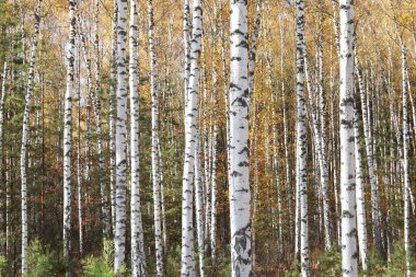 Huş ağacının diğer huş ağaçları arasında Ekim ayında sarı huş ağacında huş ağaçları ile güzel bir manzara