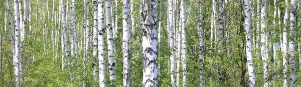 Abedul Joven Con Corteza Abedul Blanco Negro Primavera Abedul Sobre — Foto de Stock