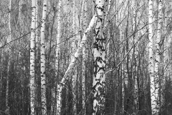 Jonge Berk Met Zwart Witte Berkenschors Het Voorjaar Berkenbos Tegen — Stockfoto