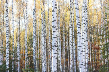 Huş ağacının diğer huş ağaçları arasında Ekim ayında sarı huş ağacında huş ağaçları ile güzel bir manzara