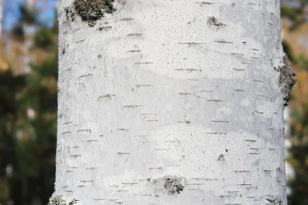Padrão Casca Bétula Com Listras Bétula Preta Casca Bétula Branca — Fotografia de Stock