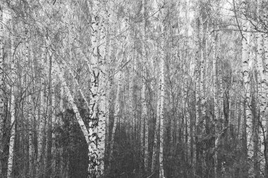 Kışın huş ağacında siyah beyaz huş ağacına sahip genç huş ağaçları diğer huş ağaçlarının arka planına karşıdır.