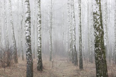 Huş ağacının diğer huş ağaçları arasında Ekim ayında sarı huş ağacında huş ağaçları ile güzel bir manzara