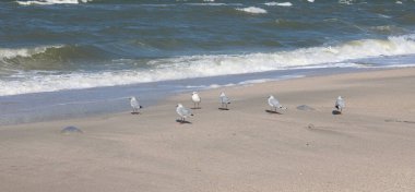 Güzel deniz dalgaları ve sahilde deniz suyu ve deniz köpüğü ile güzel bir deniz manzarası.