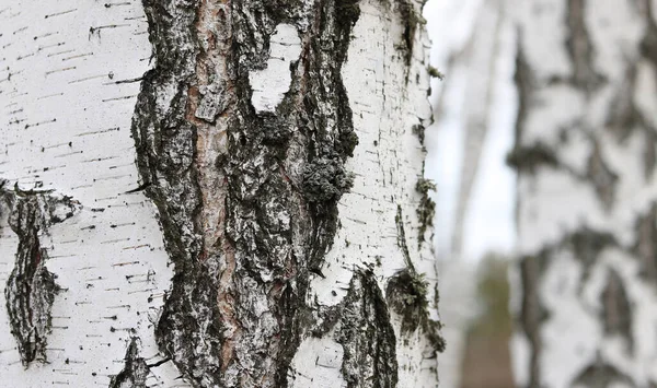 Mladá Bříza Černobílou Březovou Kůrou Jaře Březovém Háji Pozadí Jiných — Stock fotografie