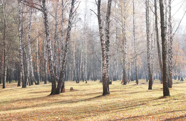 Belle Scène Avec Des Bouleaux Dans Forêt Jaune Bouleau Automne — Photo