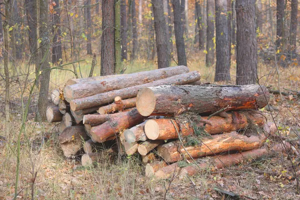 Соснові Колоди Виготовлення Деревини Осінньому Лісі — стокове фото