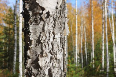 Huş ağacının diğer huş ağaçları arasında Ekim ayında sarı huş ağacında huş ağaçları ile güzel bir manzara