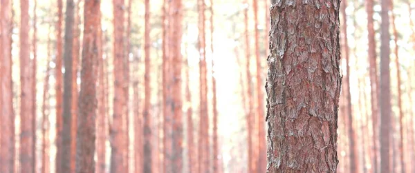 Сосновий Ліс Красивими Високими Сосновими Деревами Проти Інших Сосен Коричневою — стокове фото