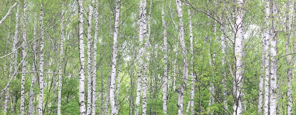 Jonge Berk Met Zwart Witte Berkenschors Het Voorjaar Berkenbos Tegen — Stockfoto