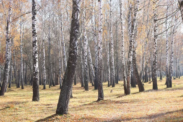 Krásná Scéna Břízami Žlutém Podzimním Břízovém Lese Říjnu Mimo Jiné — Stock fotografie