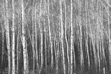İlkbaharda huş ağacında siyah beyaz huş ağacına sahip genç huş ağacı diğer huş ağaçlarının arka planında