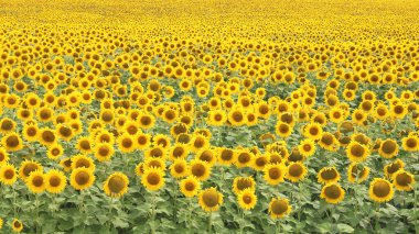 Ayçiçeği tarlası Ayçiçeği bahçesi Ayçiçeği açan doğal arkaplan