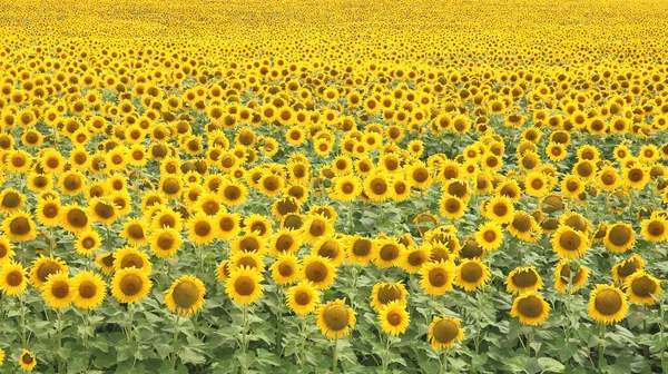 Sonnenblume Feld Landschaft Sonnenblumen Garten Sonnenblume Blühende Sonnenblume Natürlichen Hintergrund — Stockfoto