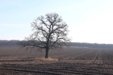 Baharda, mavi gökyüzüne karşı tarlalar arasında yapayalnız ağaç