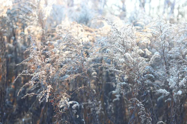 Sonbaharın Sonlarında Soğuk Kıştan Önce Güneş Işığı Altında Güzel Bitkiler — Stok fotoğraf