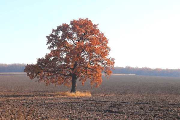 Árvore Solitária Entre Campo Outono Contra Céu Azul — Fotografia de Stock
