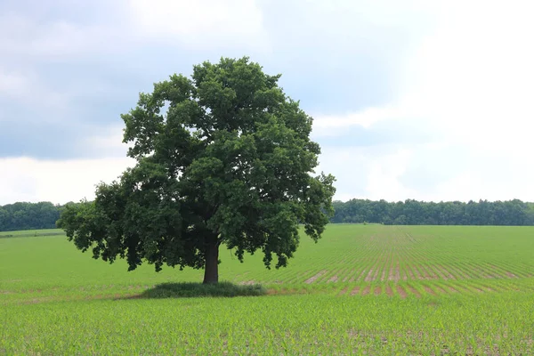 Árvore Solitária Entre Campo Verão Contra Céu Azul — Fotografia de Stock