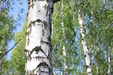 İlkbaharda huş ağacında siyah beyaz huş ağacına sahip genç huş ağacı diğer huş ağaçlarının arka planında