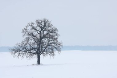 Kışın bulutlu gökyüzüne karşı tarlalar arasında yapayalnız ağaç