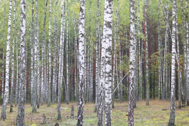 Huş ağacının diğer huş ağaçları arasında Ekim ayında sarı huş ağacında huş ağaçları ile güzel bir manzara