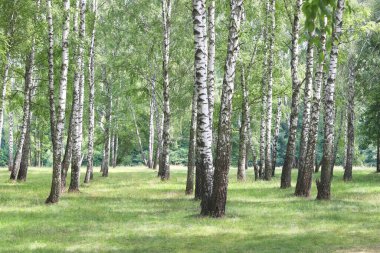 İlkbaharda huş ağacında siyah beyaz huş ağacına sahip genç huş ağacı diğer huş ağaçlarının arka planında