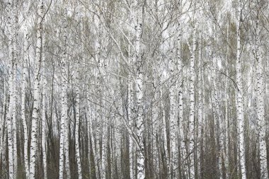 İlkbaharda huş ağacında siyah beyaz huş ağacına sahip genç huş ağacı diğer huş ağaçlarının arka planında