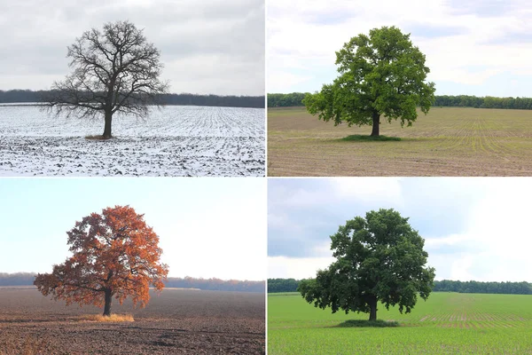 Image Abstraite Arbre Solitaire Hiver Sans Feuilles Sur Neige Printemps — Photo