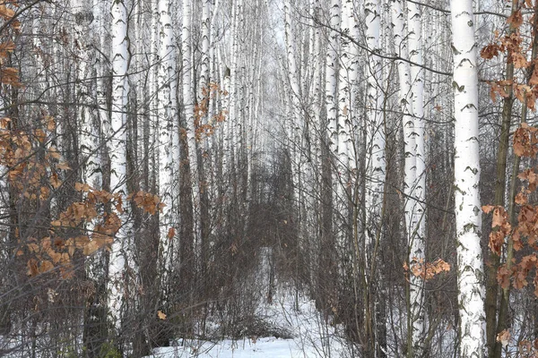 자작나무 껍질을 가지고 겨울에 자작나무들 과맞서는 — 스톡 사진