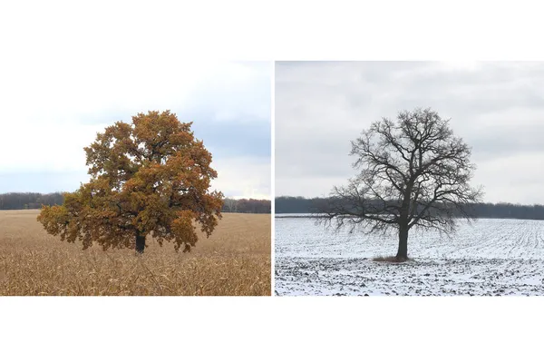 가을에 나무가 아름다운 콜라주와 겨울에는 계절의 변화를 상징하는 나무가 가을에서 — 스톡 사진