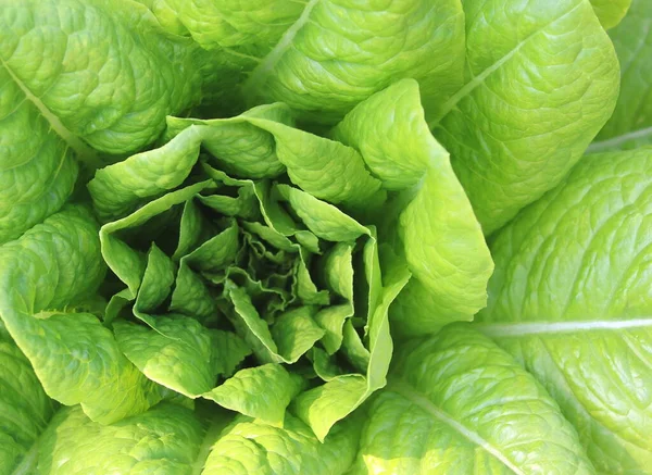 Salatbusch Mit Saftig Reifem Salat Zwischen Großen Salatblättern Und Kleinen — Stockfoto